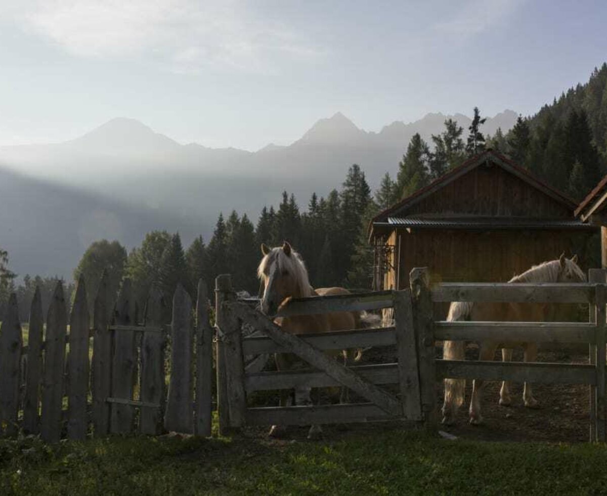 Haflinger