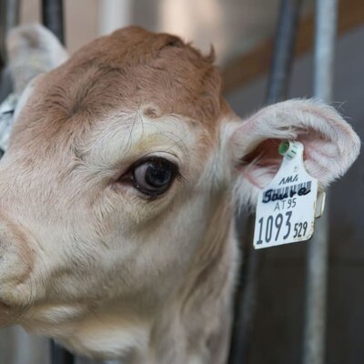 Kinderbauernhof Tobadillerhof - Kälbchen das ganze Jahr über