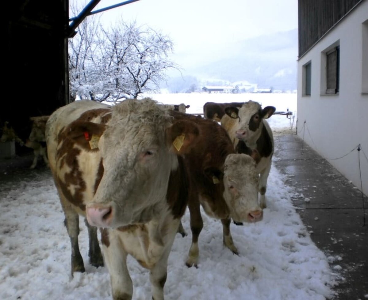 Auch unsere Kühe lieben den Schnee