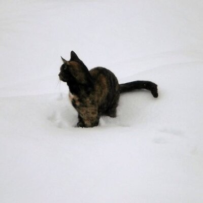 Katze im Schnee