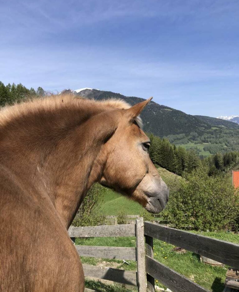 Pferde - Haflinger