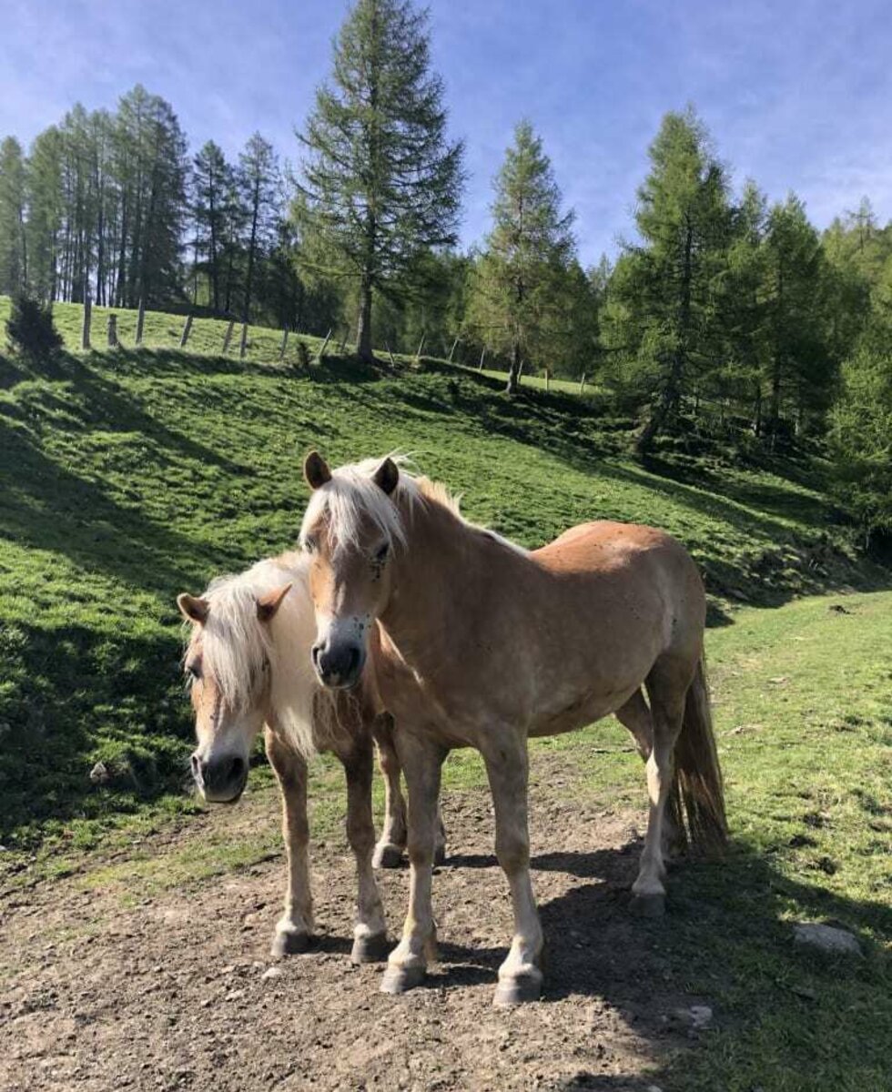 Pferde - Haflinger