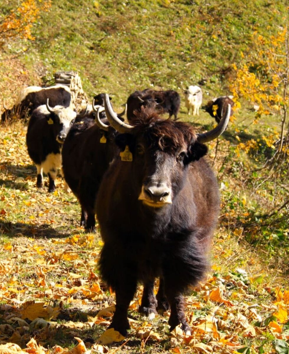 Yak