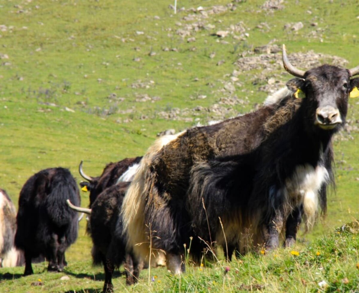 Yak