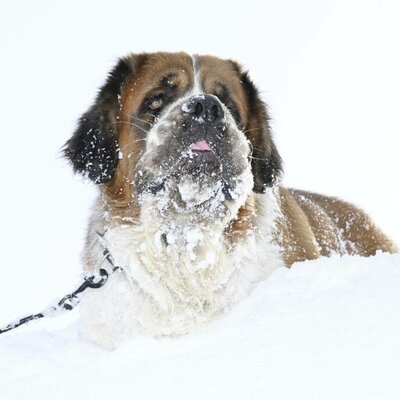 Bernhard im Schnee