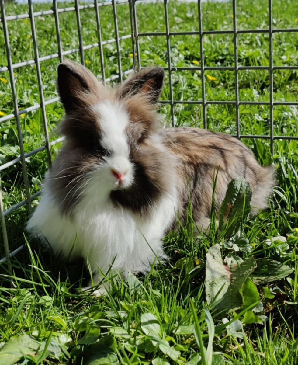 Löwenkopfkaninchen "Wolke"