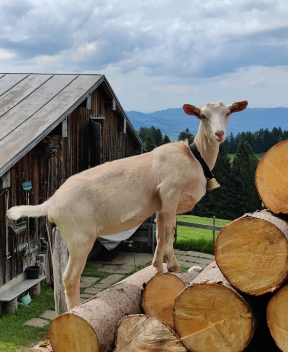 Ziege auf der Alpe