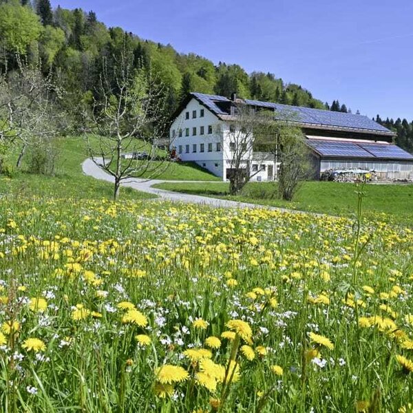 Unser Hof im Frühling