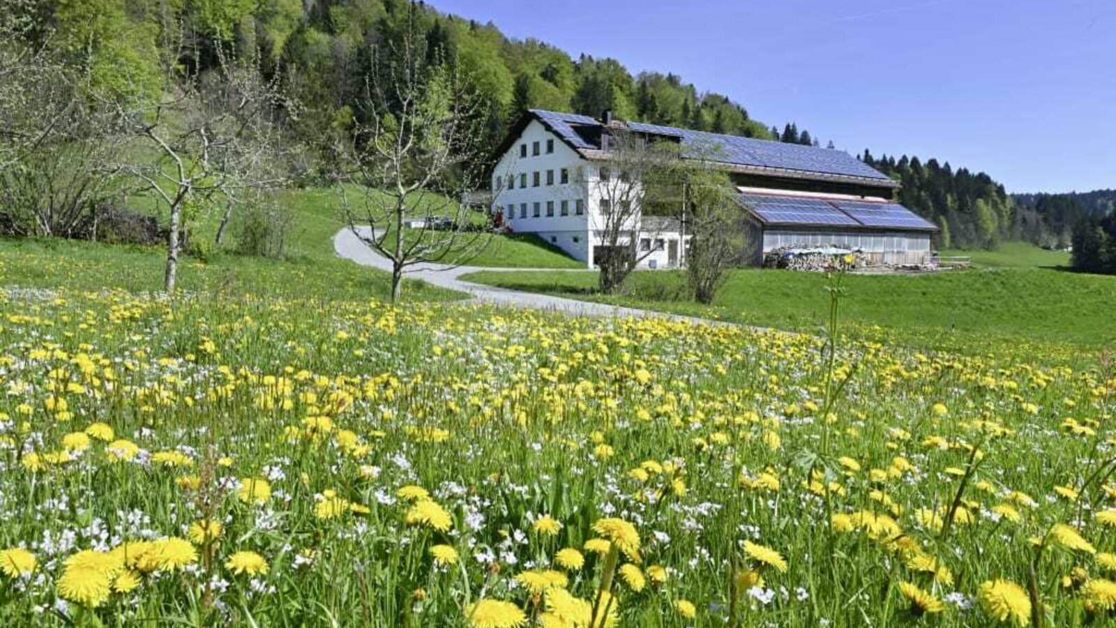 Unser Hof im Frühling