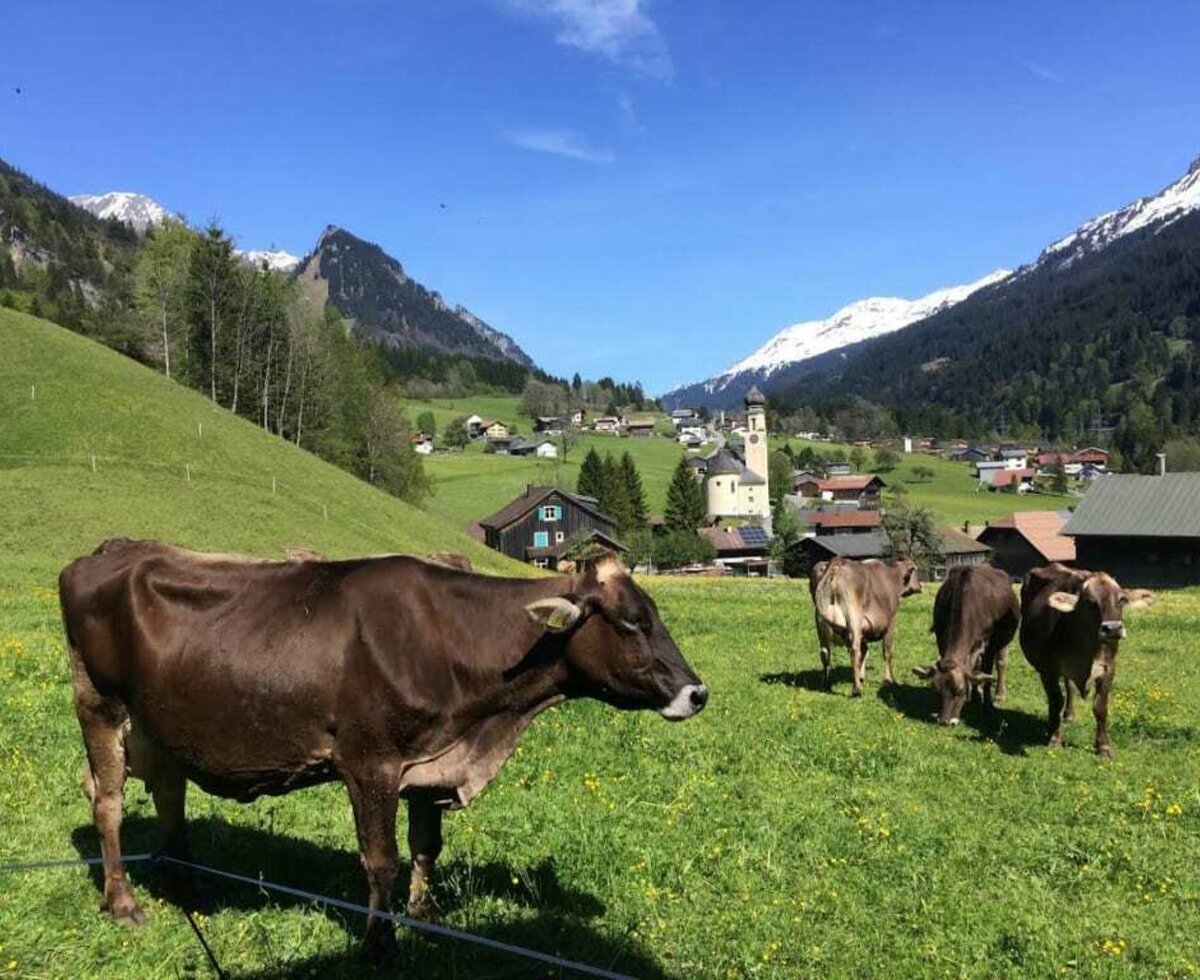 Auf der Weide