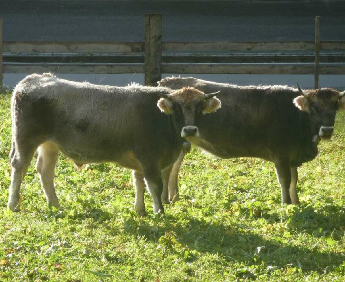 Rinder vor dem Bauernhof