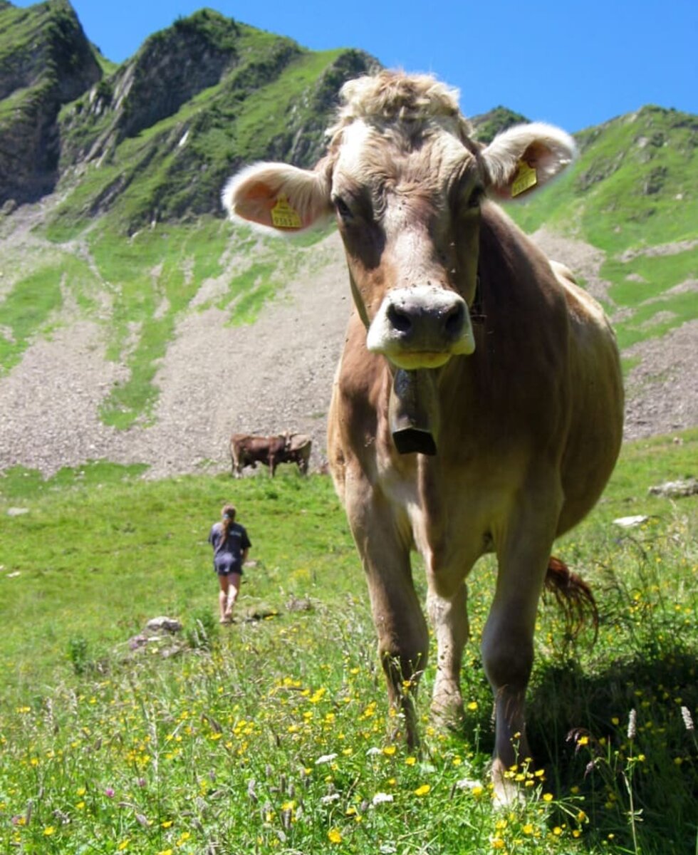 glückliche Kühe auf der Wiese