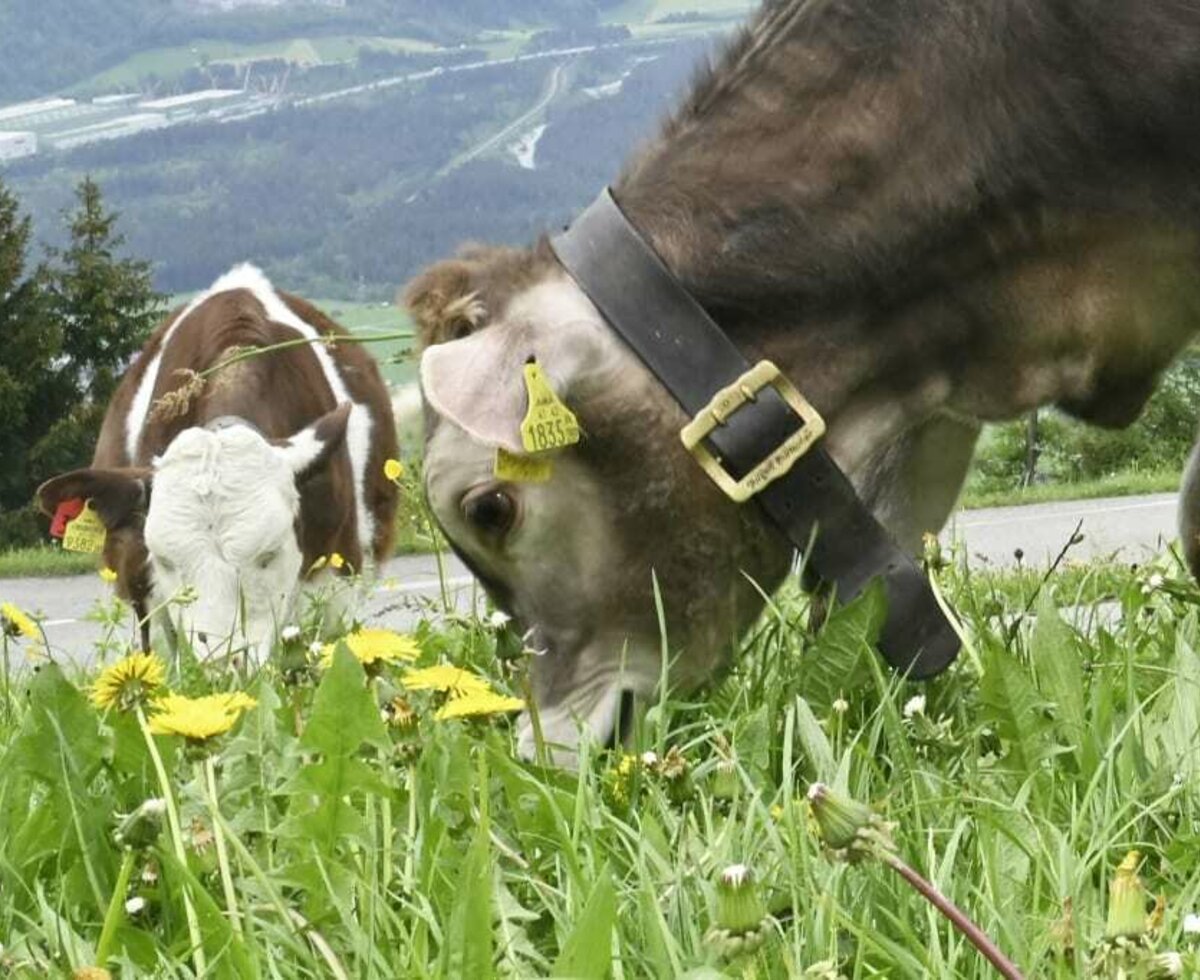 Unsere Kühe auf der Weide vor unseren Ferienwohnungen.