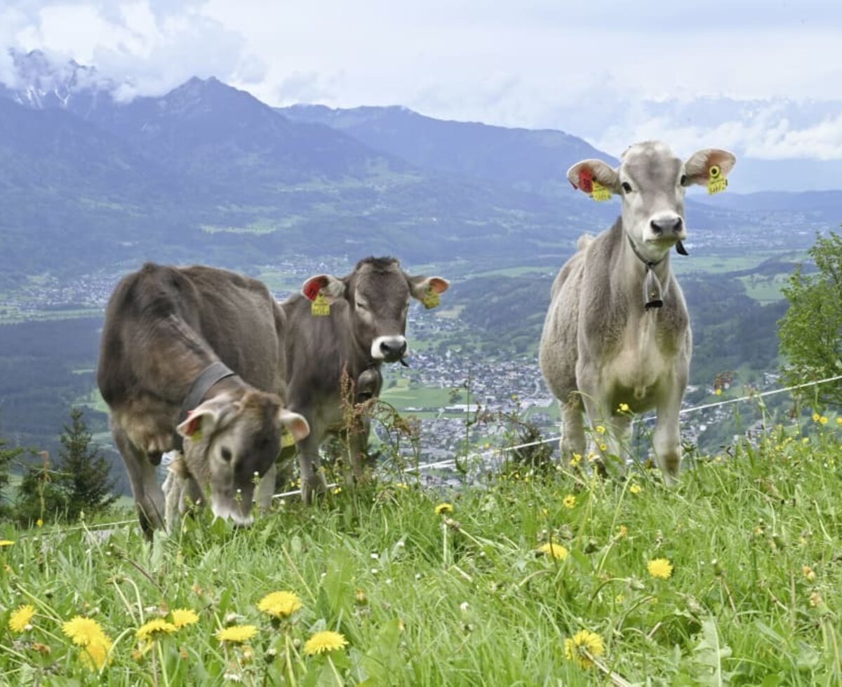 Unsere Kühe auf der Weide vor unseren Ferienwohnungen.