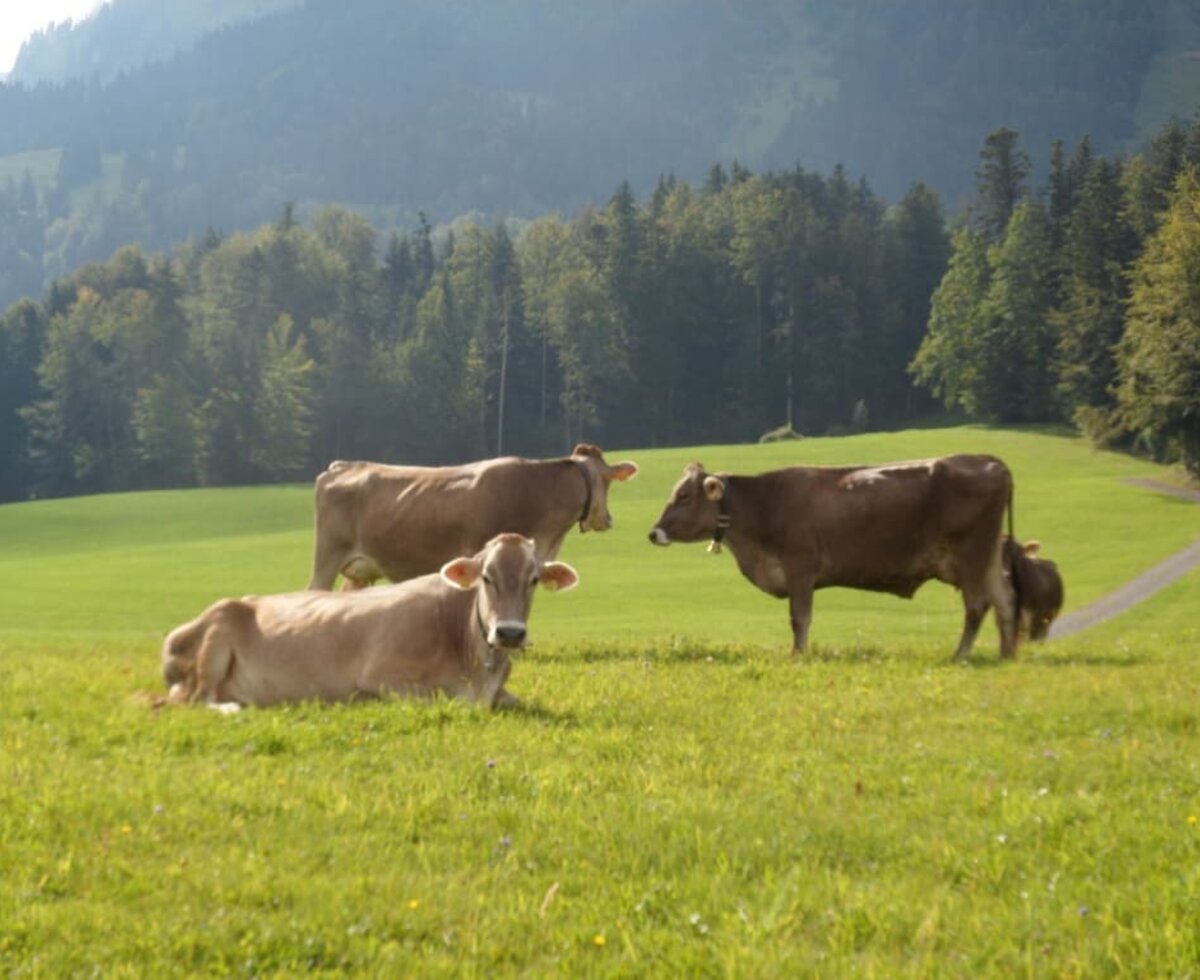 unsere Kühe weiden ...