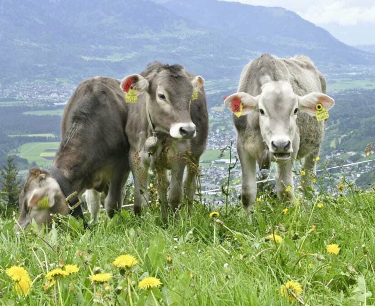 Unsere Kühe auf der Weide vor unseren Ferienwohnungen.