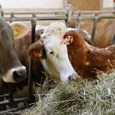 Direkt ab Hof am Berghof Burtscher erhalten Sie im Herbst und Winter Alpkäse von der Alpe Steris und die leckere frische Milch von unseren Kühen.