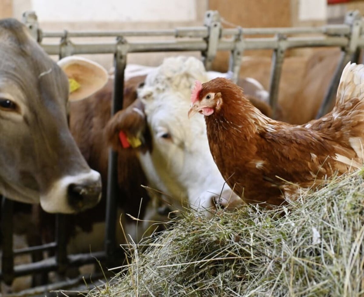 Direkt ab Hof am Berghof Burtscher erhalten Sie im Herbst und Winter Alpkäse von der Alpe Steris und die leckere frische Milch von unseren Kühen.