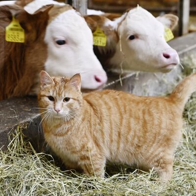 Hier können Sie unsere Kühe und eine Katze im Stall sehen.