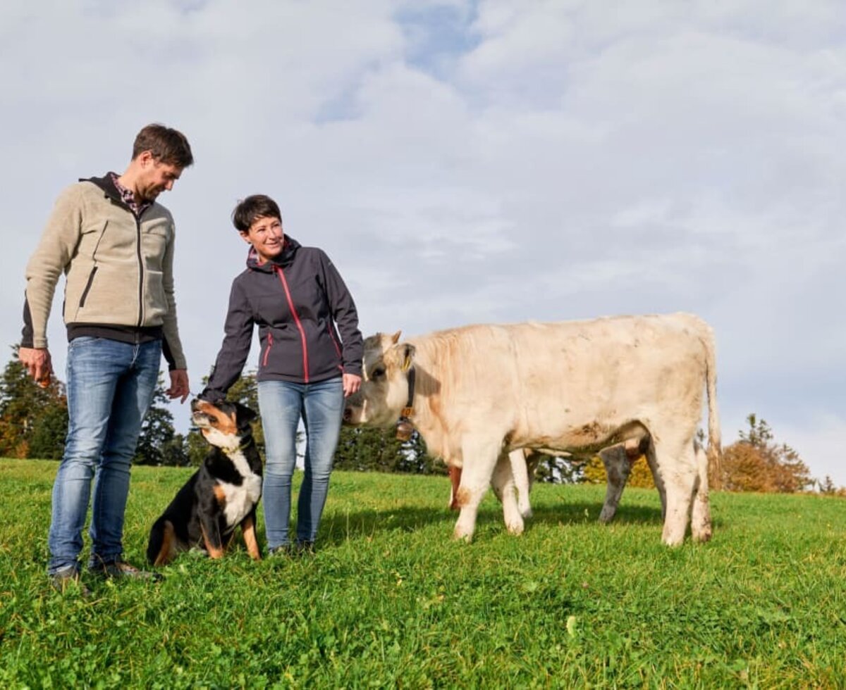 Kuherde mit Hund und Gastgeber