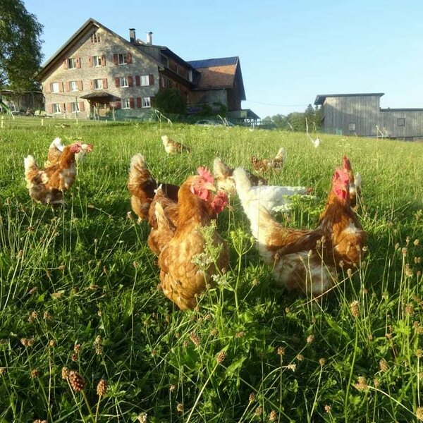 unsere glücklichen Hühner