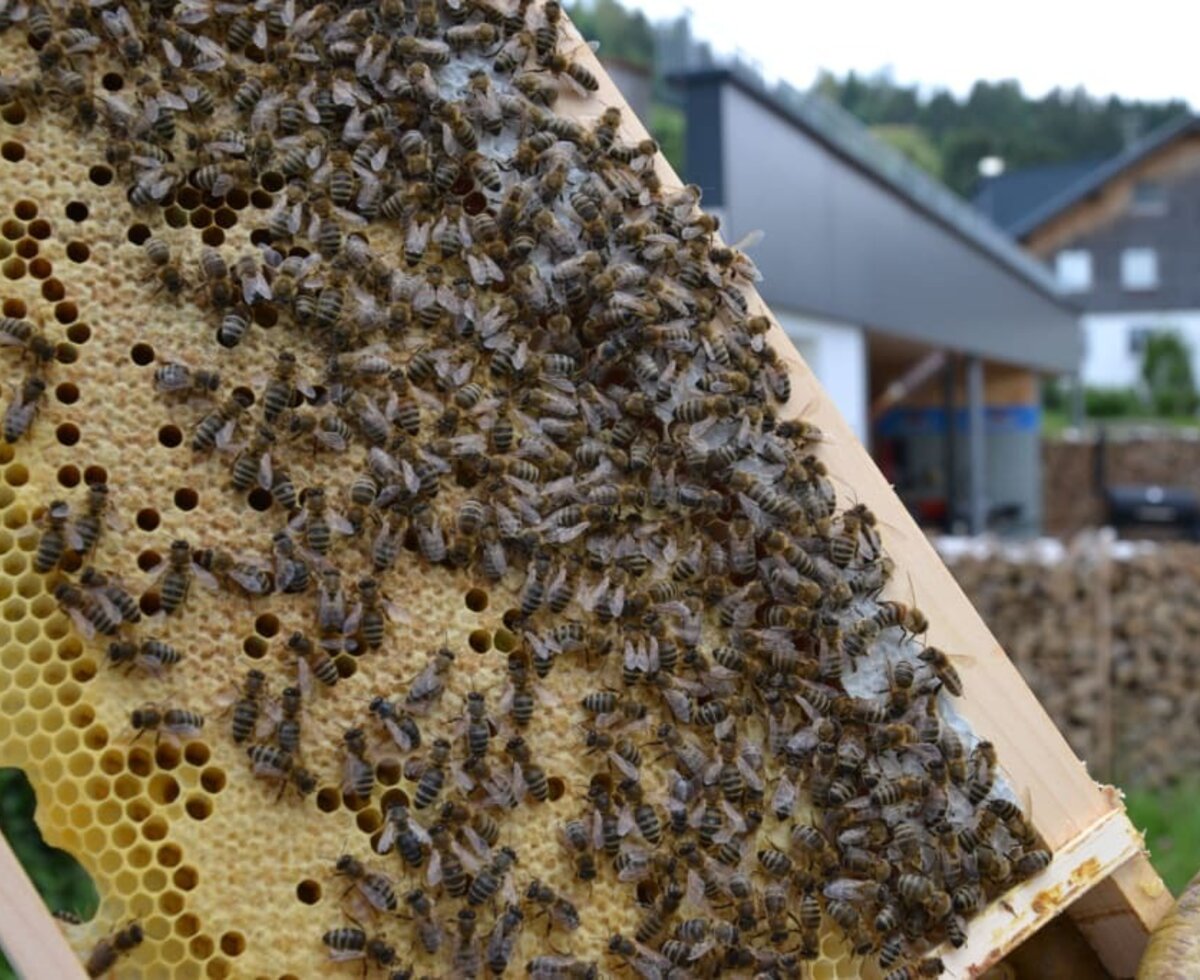 Bienen