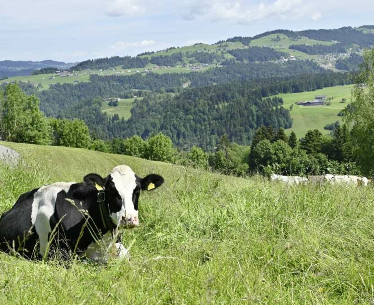 Auszeit im Bregenzerwald. Tiere am Familienbauernhof Bereuter.