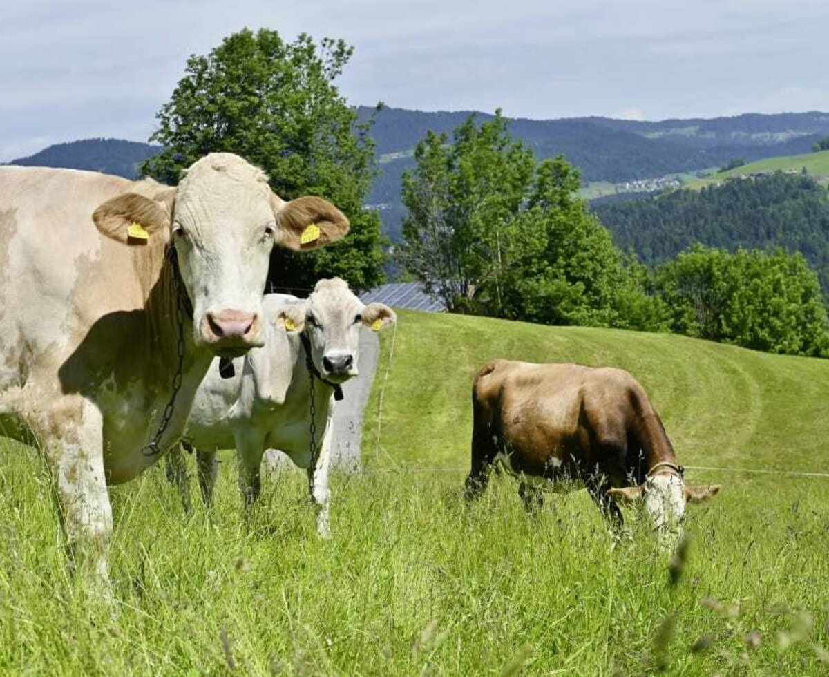 Auszeit im Bregenzerwald. Tiere am Familienbauernhof Bereuter.