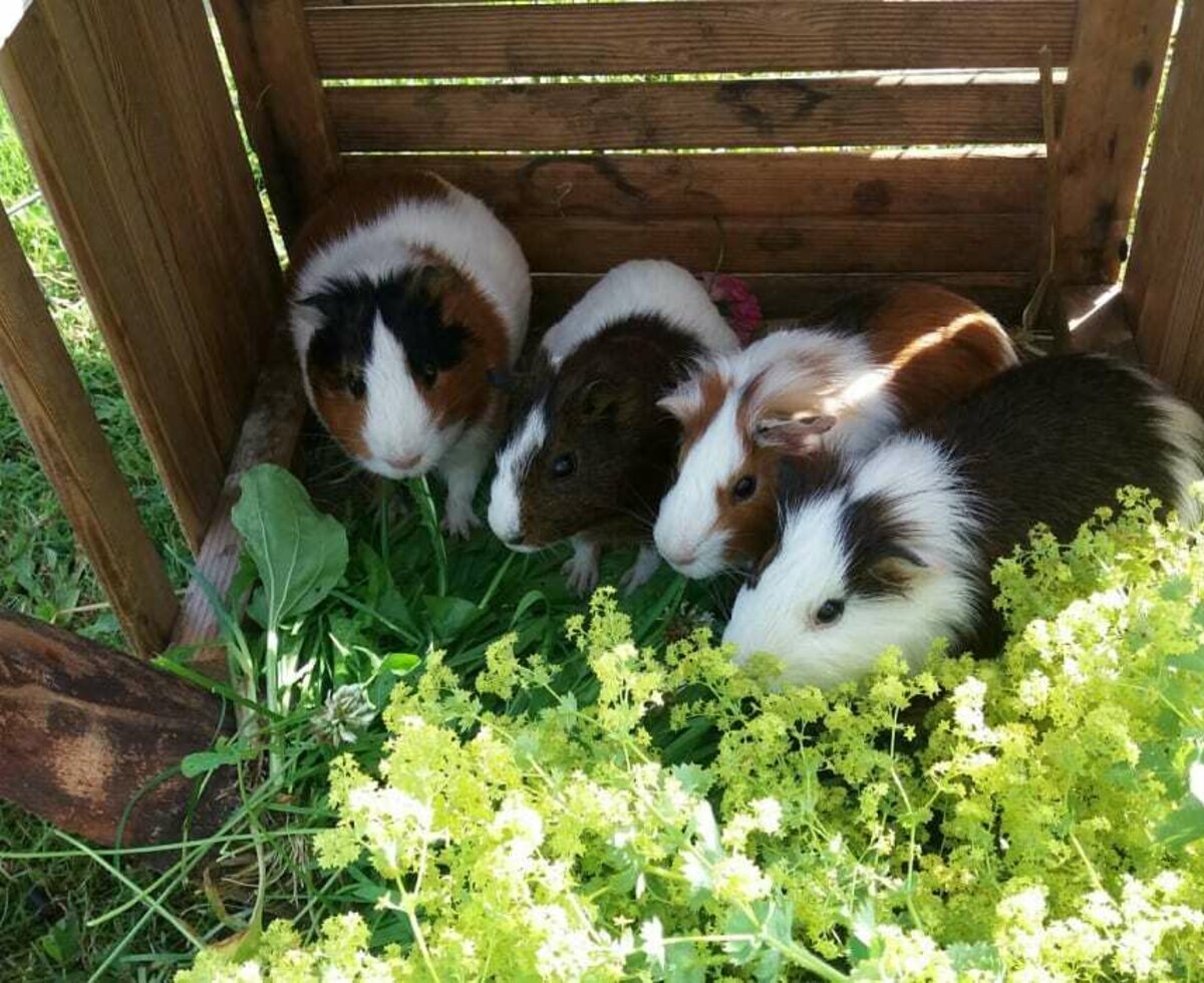 Die Meerschweinchen bei Ihrem Urlaub am Bauernhof können Sie gerne betreuen.