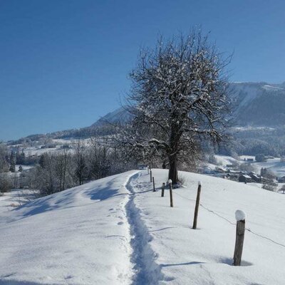 Winterzauber im Bregenzerwald. Ausgiebige Spaziergänge vom Bauernhof Köss Schertler aus.