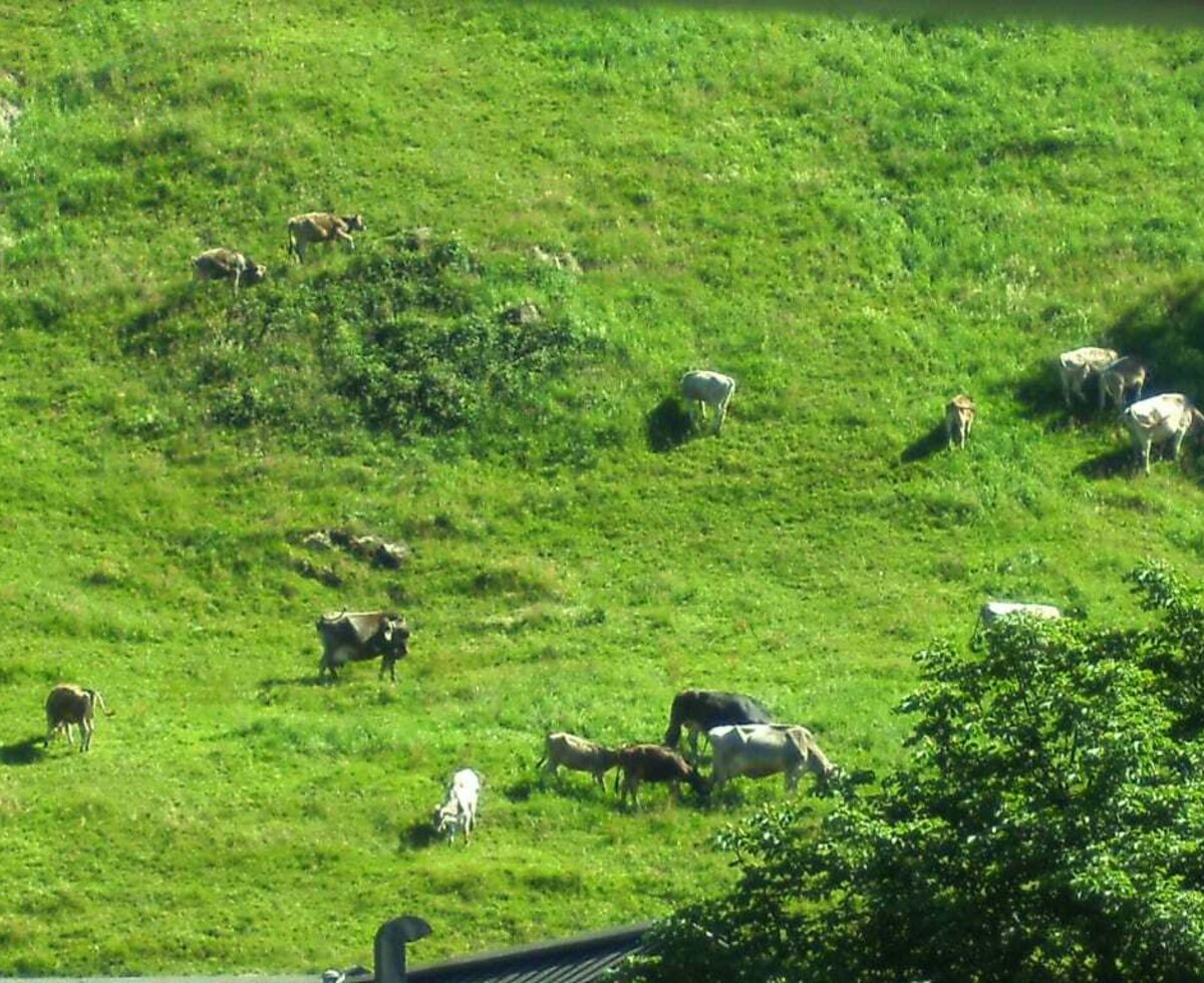 Kuh auf der Wiese