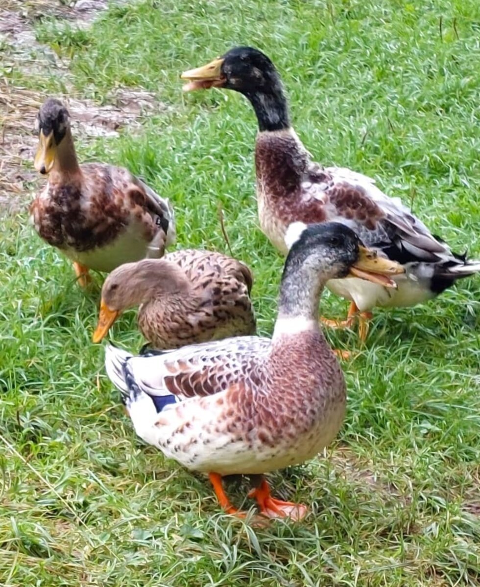 Unsere Enten in der saftigen Wiese