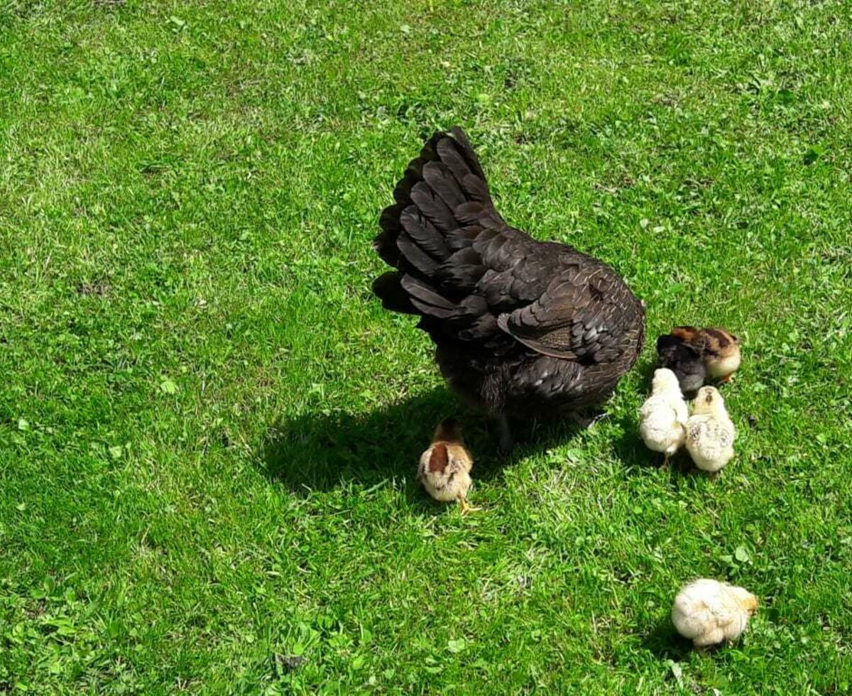 Huhn mit ihren Kücken