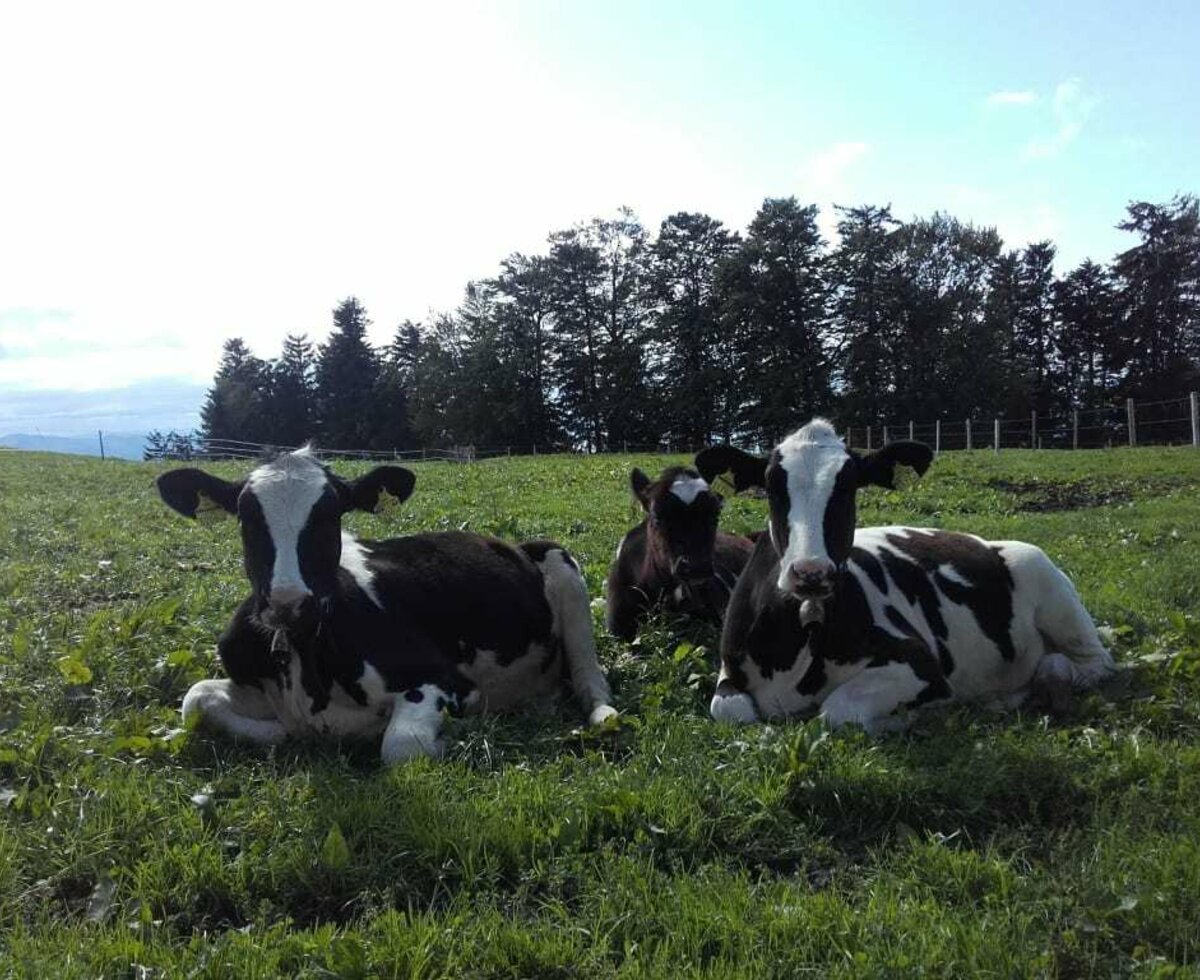 Die frische Heumilch unserer Kühe wird in zwei Sennereien – direkt in Eichenberg – zu Butter und Käse verarbeitet.