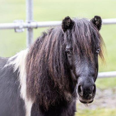 Hier sehen Sie unser Pony Ida.