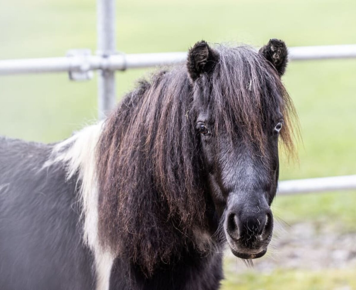 Hier sehen Sie unser Pony Ida.