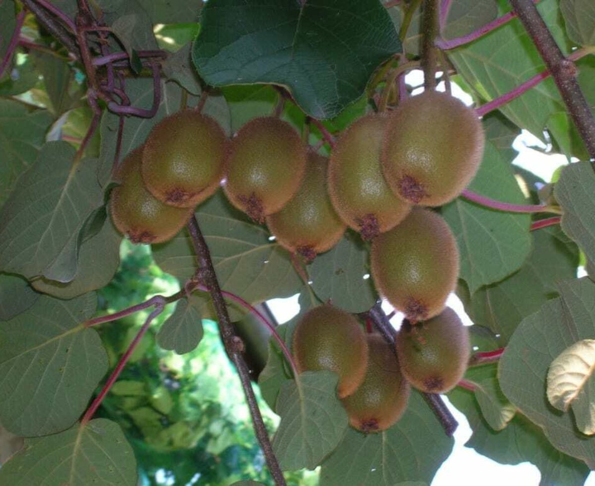 Kiwis in unserem Garten