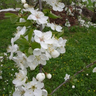 Blütenpracht im Garten