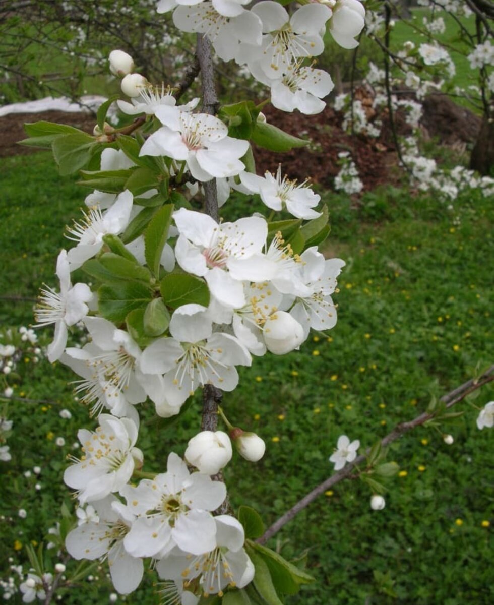 Blütenpracht im Garten