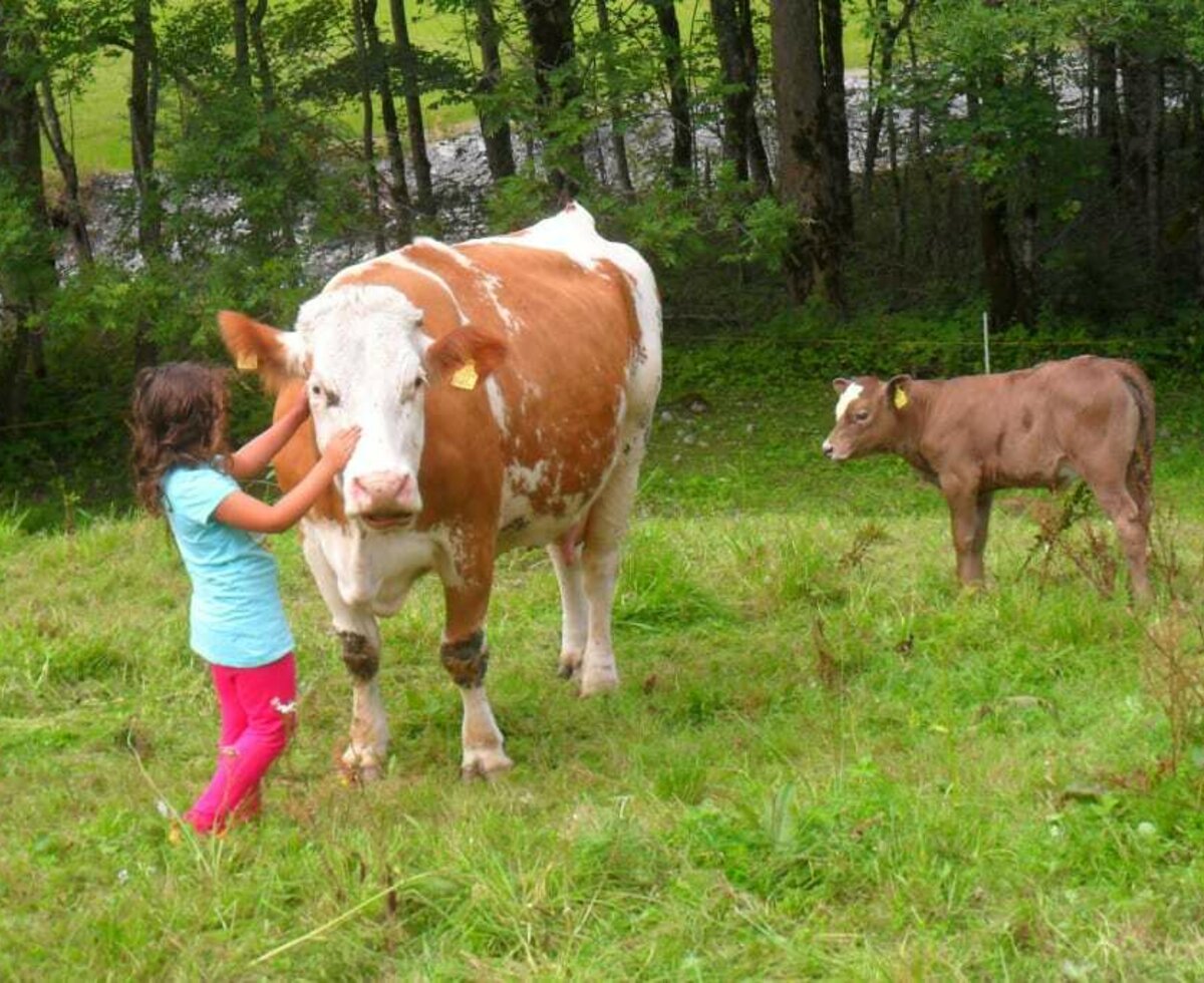 Kinder können streichlen auch die Kühe