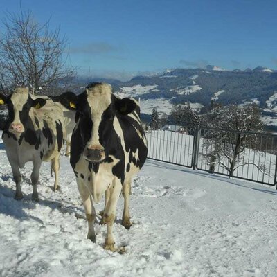 Kühe genießen die Sonne