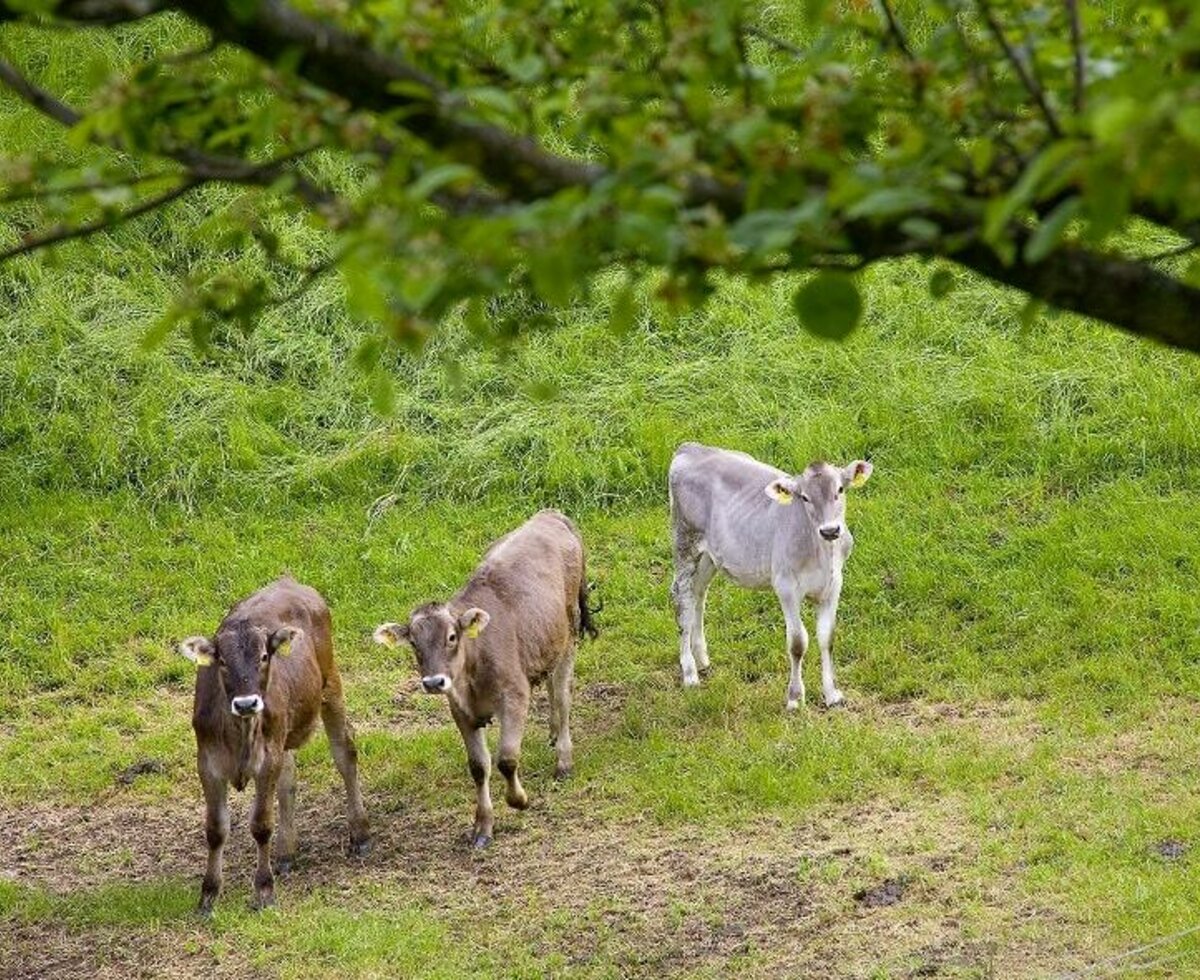 Unser Kälbchen im Freien