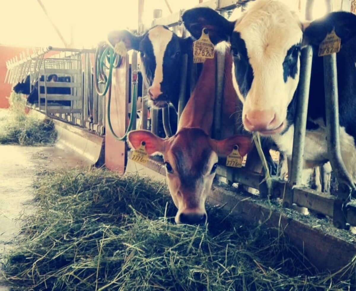 Landwirtschaft hautnah erleben – bei unseren Kühen im Stall – auf unserem Ferienhof Kopf.