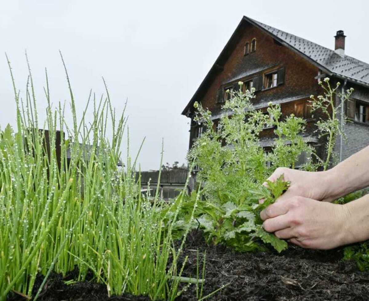 Ernte frische Kräuter aus dem Hochbeet