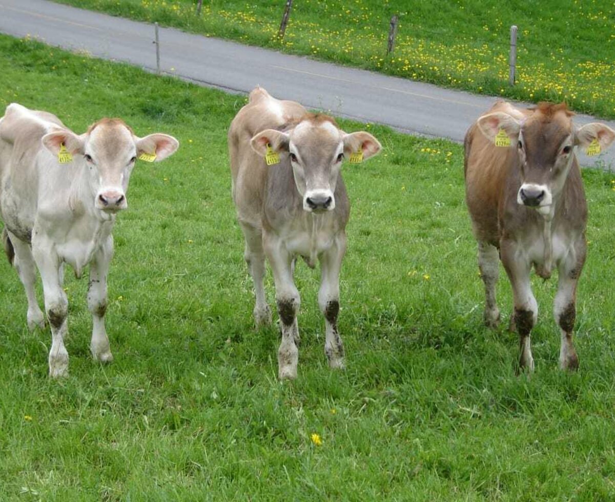 Kälber im Grünen