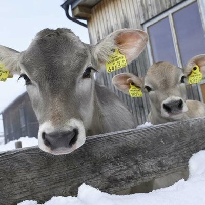 Kälber im Winterauslauf