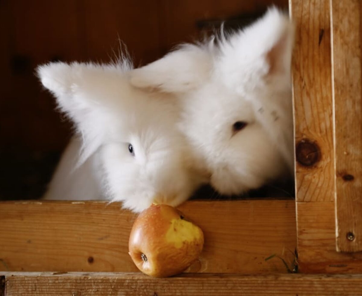 Löwenkopfkaninchen Wuschel und Hasi. Urlaub am Bauernhof. Familienurlaub im Bregenzerwald.