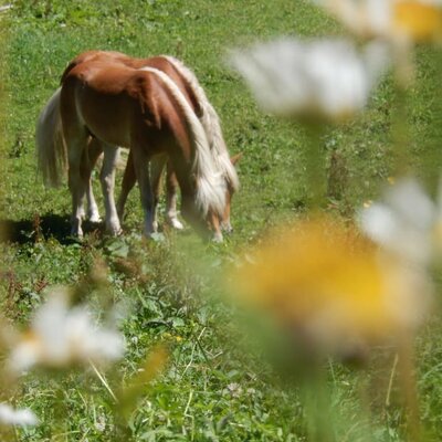 Haflinger vom Haus Bergquell auf der Weide. Reiterferien. Urlaub am Pferdehof im Bregenzerwald.