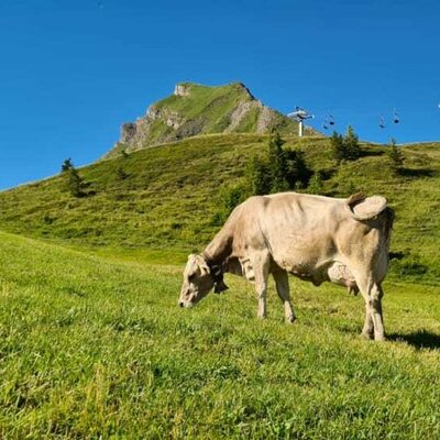 Sommer, Alpe