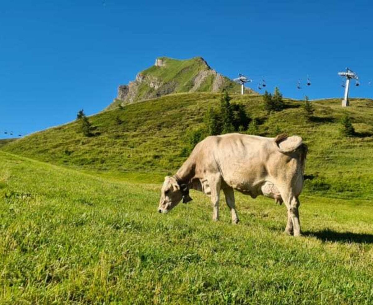 Sommer, Alpe